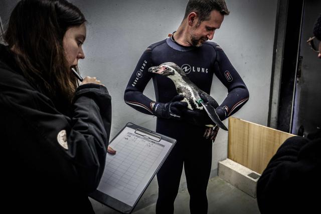A Humboldt penguin is checked by medical staff before vaccination against avian influenza at the Paris Vincennes Zoological Park in Paris, on December 2, 2025. (Photo by STEPHANE DE SAKUTIN / AFP)