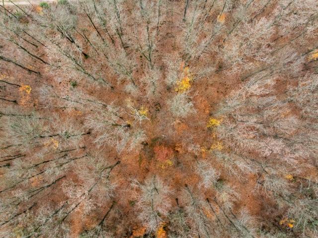 An aerial view shows beech trees in a forest near Annarode on November 14, 2025. Looking at a pile of freshly cut beechwood, forest manager Johannes Brodowski wonders if he is looking at the future of Germany's chemicals industry. Finnish materials group UPM unveiled a refinery in the east German state of Saxony-Anhalt in the summer, taking a big risk on a 1.3 billion euro project ($1.5 billion) at a difficult time for the German chemicals sector. (Photo by JENS SCHLUETER / AFP) / TO GO WITH AFP STORY