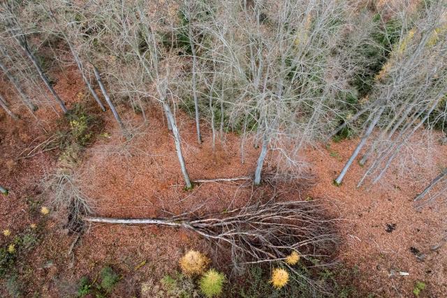 An aerial view shows beech trees in a forest near Annarode on November 14, 2025. Looking at a pile of freshly cut beechwood, forest manager Johannes Brodowski wonders if he is looking at the future of Germany's chemicals industry. Finnish materials group UPM unveiled a refinery in the east German state of Saxony-Anhalt in the summer, taking a big risk on a 1.3 billion euro project ($1.5 billion) at a difficult time for the German chemicals sector. (Photo by JENS SCHLUETER / AFP) / TO GO WITH AFP STORY