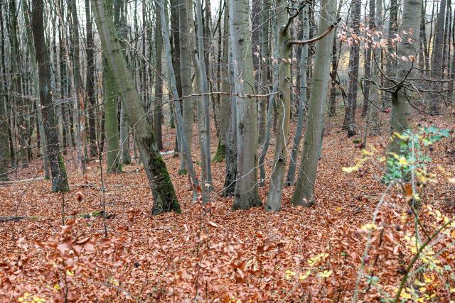 Beech trees are pictured in a forest near Annarode on November 14, 2025. Looking at a pile of freshly cut beechwood, forest manager Johannes Brodowski wonders if he is looking at the future of Germany's chemicals industry. Finnish materials group UPM unveiled a refinery in the east German state of Saxony-Anhalt in the summer, taking a big risk on a 1.3 billion euro project ($1.5 billion) at a difficult time for the German chemicals sector. (Photo by JENS SCHLUETER / AFP) / TO GO WITH AFP STORY