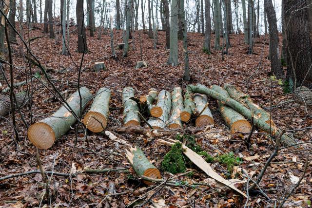 Beech trees are pictured in a forest near Annarode on November 14, 2025. Looking at a pile of freshly cut beechwood, forest manager Johannes Brodowski wonders if he is looking at the future of Germany's chemicals industry. Finnish materials group UPM unveiled a refinery in the east German state of Saxony-Anhalt in the summer, taking a big risk on a 1.3 billion euro project ($1.5 billion) at a difficult time for the German chemicals sector. (Photo by JENS SCHLUETER / AFP) / TO GO WITH AFP STORY
