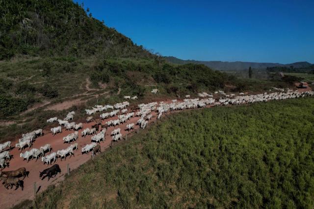 (FILES) A herd of cattle is seen on a road in Sao Felix do Xingu, Para state, Brazil, on June 20, 2025. The Brazilian economy grew 1.8% year-on-year in the third quarter of 2025, driven by the agricultural sector, according to official data released on December 4, 2025, which nevertheless shows a slowdown. (Photo by Nelson ALMEIDA / AFP)
