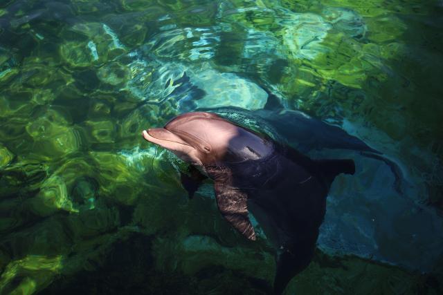 (FILES) A dolphin swims in the pool of  the Dolphins arena of MarineLand theme park in Antibes southeastern France, on November 27, 2025. The Mediterranean's first sanctuary for dolphins who have lived in captivity will open off Italy next year, as demand for re-homing rises with the closure of marine parks across Europe. (Photo by Valery HACHE / AFP)