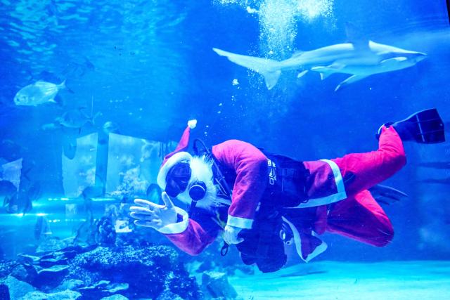 A diver wearing a Santa Claus dress jokes with sharks and fishes at the Tropicarium aquarium in Budapest, Hungary, on December 4, 2025. (Photo by Attila KISBENEDEK / AFP)