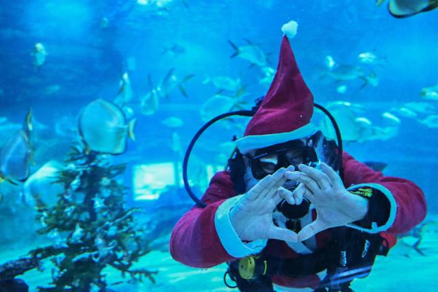 A diver wearing a Santa Claus dress makes a heart with his hands as he decorates an underwater Christmas tree between sharks and fishes at the Tropicarium aquarium in Budapest, Hungary, on December 4, 2025. (Photo by Attila KISBENEDEK / AFP)