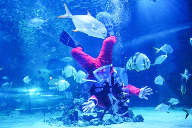 A diver wearing a Santa Claus dress jokes with sharks and fishes at the Tropicarium aquarium in Budapest, Hungary, on December 4, 2025. (Photo by Attila KISBENEDEK / AFP)