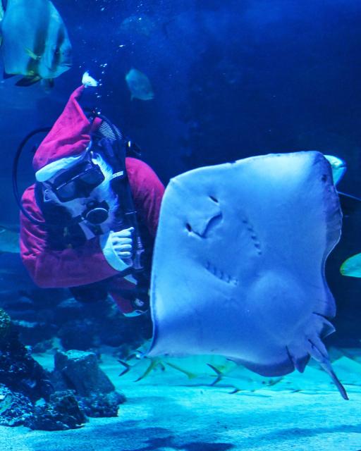 A diver wearing a Santa Claus dress swims with a raja at the Tropicarium aquarium in Budapest, Hungary, on December 4, 2025. (Photo by Attila KISBENEDEK / AFP)