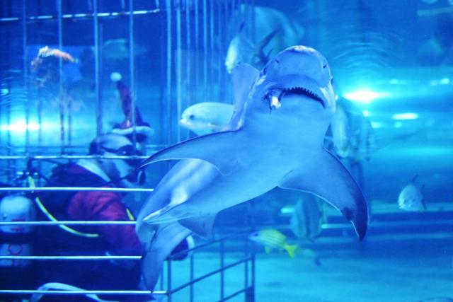 A diver wearing a Santa Claus dress feeds a shark and other fishes at the Tropicarium aquarium in Budapest, Hungary, on December 4, 2025. (Photo by Attila KISBENEDEK / AFP)