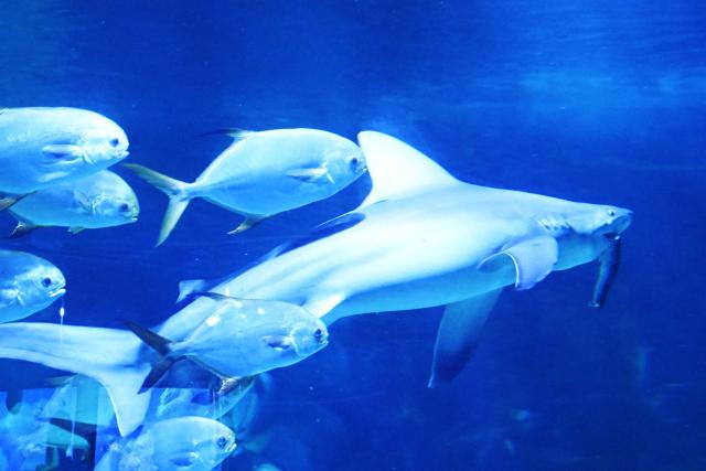 Followed by other fishes, a shark swims with his prey at at the Tropicarium aquarium in Budapest, Hungary, on December 4, 2025. (Photo by Attila KISBENEDEK / AFP)