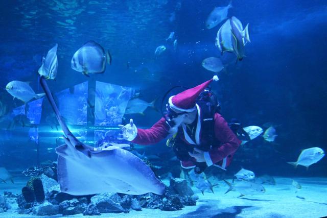 A diver wearing a Santa Claus dress jokes with rajas, sharks and other fishes at the Tropicarium aquarium in Budapest, Hungary, on December 4, 2025. (Photo by Attila KISBENEDEK / AFP)