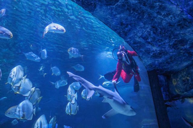 A diver wearing a Santa Claus dress jokes with rajas, sharks and other fishes at the Tropicarium aquarium in Budapest, Hungary, on December 4, 2025. (Photo by Attila KISBENEDEK / AFP)