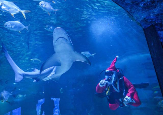 A diver wearing a Santa Claus dress jokes with rajas, sharks and other fishes at the Tropicarium aquarium in Budapest, Hungary, on December 4, 2025. (Photo by Attila KISBENEDEK / AFP)