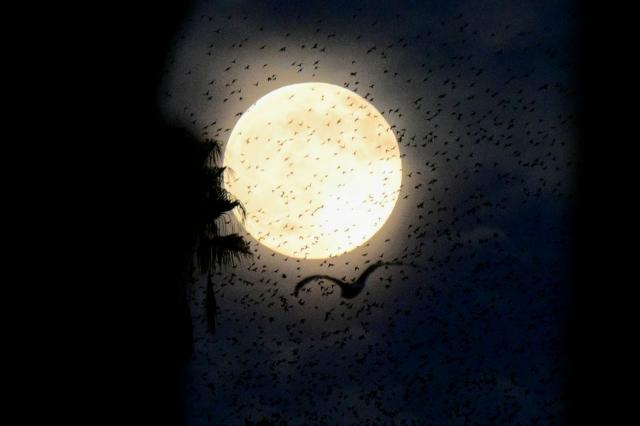A full moon is seen behind a murmuration of starlings in Rome on December 4, 2025. (Photo by Tiziana FABI / AFP)