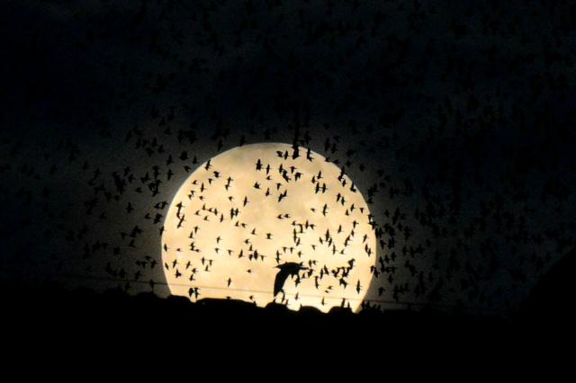 A full moon is seen behind a murmuration of starlings in Rome on December 4, 2025. (Photo by Tiziana FABI / AFP)