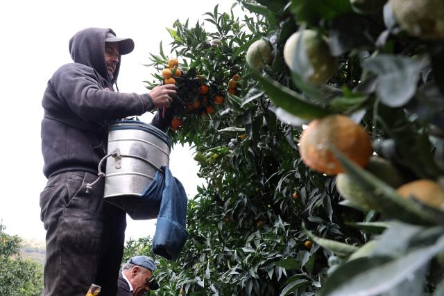 (FILES) A Moroccan fruit picker harvests Corsican clementines in Santa-Lucia-di-Moriani on the French Mediterranean island of Corsica, on November 14, 2025. It is sweet, delicately tart and sold "le cul vert" (green bottom) with its leaves still attached: the Corsican clementine, now celebrating its 100th anniversary in 2025, is a tiny player compared to its Spanish giant counterpart, but has managed to carve out a high-end niche for itself on the French market. (Photo by Pascal POCHARD-CASABIANCA / AFP)