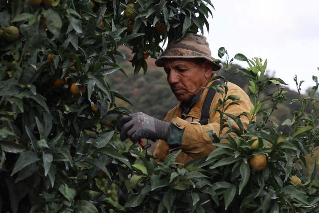 (FILES) A photo taken on November 14, 2025 shows a Moroccan fruit picker harvesting Corsican clementines in Santa-Lucia-di-Moriani on the French Mediterranean island of Corsica. It is sweet, delicately tart and sold "le cul vert" (green bottom) with its leaves still attached: the Corsican clementine, now celebrating its 100th anniversary in 2025, is a tiny player compared to its Spanish giant counterpart, but has managed to carve out a high-end niche for itself on the French market. (Photo by Pascal POCHARD-CASABIANCA / AFP)