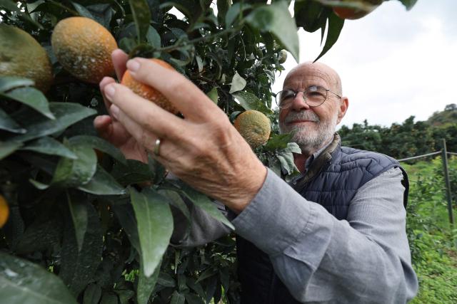 (FILES) Corsican clementines producer Jean-Paul Mancel picks a fruit at his orchard in Santa-Lucia-di-Moriani on the French Mediterranean island of Corsica, on November 14, 2025. It is sweet, delicately tart and sold "le cul vert" (green bottom) with its leaves still attached: the Corsican clementine, now celebrating its 100th anniversary in 2025, is a tiny player compared to its Spanish giant counterpart, but has managed to carve out a high-end niche for itself on the French market. (Photo by Pascal POCHARD-CASABIANCA / AFP)