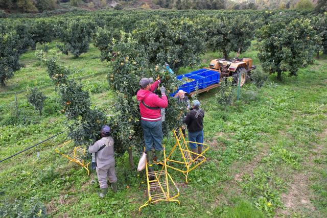 (FILES) An aerial photo shows Moroccan fruit pickers harvesting Corsican clementines in Santa-Lucia-di-Moriani on the French Mediterranean island of Corsica, on November 14, 2025. It is sweet, delicately tart and sold "le cul vert" (green bottom) with its leaves still attached: the Corsican clementine, now celebrating its 100th anniversary in 2025, is a tiny player compared to its Spanish giant counterpart, but has managed to carve out a high-end niche for itself on the French market. (Photo by Pascal POCHARD-CASABIANCA / AFP)