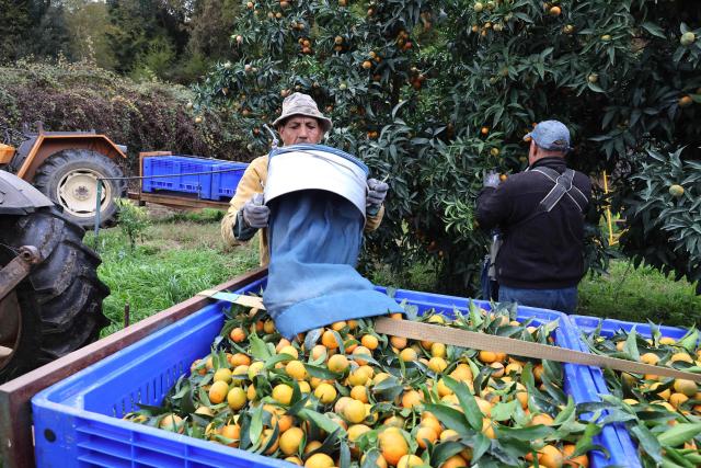 (FILES) Moroccan fruit pickers harvest Corsican clementines in Santa-Lucia-di-Moriani on the French Mediterranean island of Corsica, on November 14, 2025. It is sweet, delicately tart and sold "le cul vert" (green bottom) with its leaves still attached: the Corsican clementine, now celebrating its 100th anniversary in 2025, is a tiny player compared to its Spanish giant counterpart, but has managed to carve out a high-end niche for itself on the French market. (Photo by Pascal POCHARD-CASABIANCA / AFP)