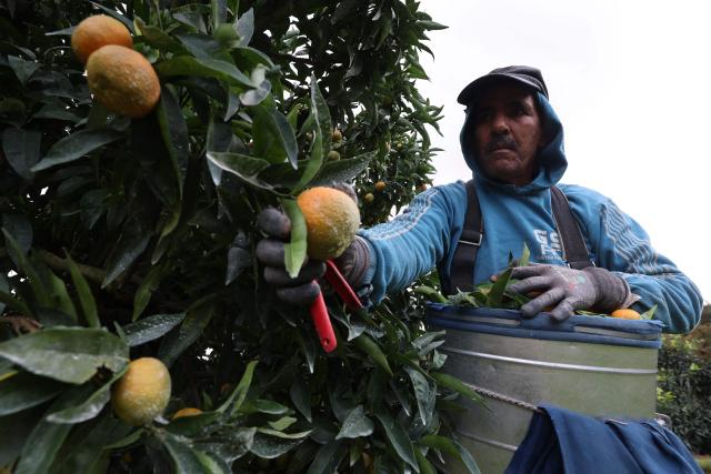(FILES) A Moroccan fruit picker harvests Corsican clementines in Santa-Lucia-di-Moriani on the French Mediterranean island of Corsica, on November 14, 2025. It is sweet, delicately tart and sold "le cul vert" (green bottom) with its leaves still attached: the Corsican clementine, now celebrating its 100th anniversary in 2025, is a tiny player compared to its Spanish giant counterpart, but has managed to carve out a high-end niche for itself on the French market. (Photo by Pascal POCHARD-CASABIANCA / AFP)