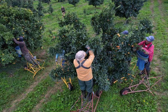 (FILES) An aerial photo shows Moroccan fruit pickers harvesting Corsican clementines in Santa-Lucia-di-Moriani on the French Mediterranean island of Corsica, on November 14, 2025. It is sweet, delicately tart and sold "le cul vert" (green bottom) with its leaves still attached: the Corsican clementine, now celebrating its 100th anniversary in 2025, is a tiny player compared to its Spanish giant counterpart, but has managed to carve out a high-end niche for itself on the French market. (Photo by Pascal POCHARD-CASABIANCA / AFP)