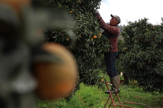 (FILES) A Moroccan fruit picker harvests Corsican clementines in Santa-Lucia-di-Moriani on the French Mediterranean island of Corsica, on November 14, 2025. It is sweet, delicately tart and sold "le cul vert" (green bottom) with its leaves still attached: the Corsican clementine, now celebrating its 100th anniversary in 2025, is a tiny player compared to its Spanish giant counterpart, but has managed to carve out a high-end niche for itself on the French market. (Photo by Pascal POCHARD-CASABIANCA / AFP)
