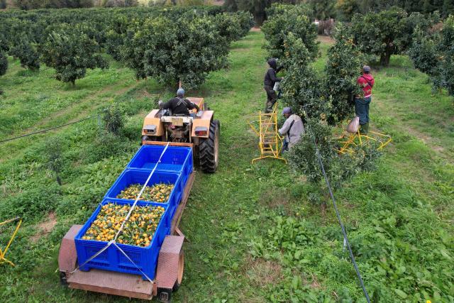 (FILES) An aerial photo shows Moroccan fruit pickers harvesting Corsican clementines in Santa-Lucia-di-Moriani on the French Mediterranean island of Corsica, on November 14, 2025. It is sweet, delicately tart and sold "le cul vert" (green bottom) with its leaves still attached: the Corsican clementine, now celebrating its 100th anniversary in 2025, is a tiny player compared to its Spanish giant counterpart, but has managed to carve out a high-end niche for itself on the French market. (Photo by Pascal POCHARD-CASABIANCA / AFP)