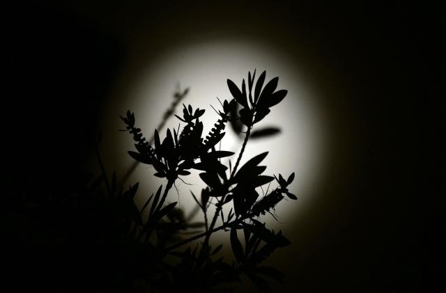 A plant is silhouetted against the last supermoon of the year, also called the "Cold Moon", as seen in Los Angeles, California on December 4, 2025. (Photo by Frederic J. BROWN / AFP)