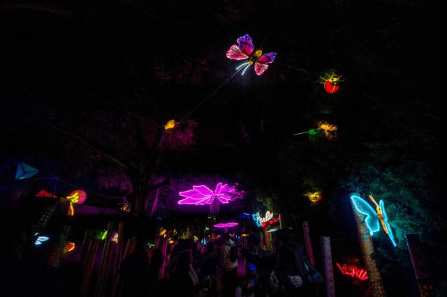 Visitors enjoy the Brilla Light Festival as part of Christmas celebrations in Bogota on December 4, 2025. (Photo by Luis ACOSTA / AFP)