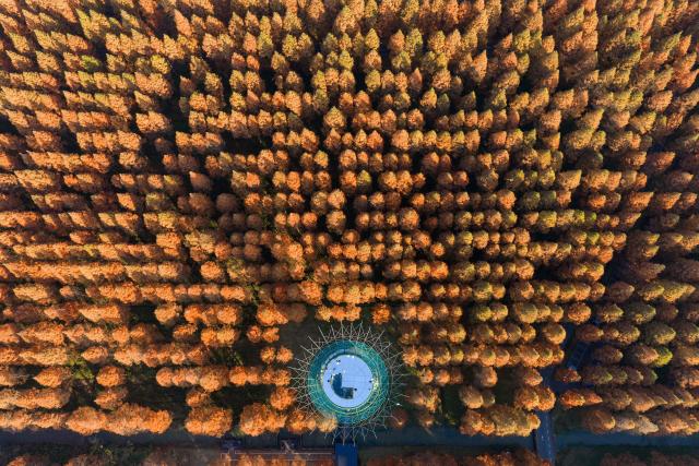 This aerial photo shows people standing on a tower to see the Yellow Sea forest park as the leaves of Dawn Redwoods turn red and yellow in winter in Yancheng, eastern China's Jiangsu province on December 4, 2025. (Photo by AFP) / China OUT