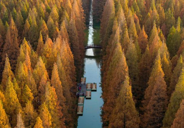 People visit the Yellow Sea forest park as the leaves of Dawn Redwoods turn red and yellow in winter in Yancheng, eastern China's Jiangsu province on December 4, 2025. (Photo by AFP) / China OUT