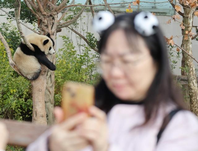A visitor takes selfies with a panda in a tree at the Chengdu research base for giant panda breeding in Chengdu, in China's southwestern Sichuan province on November 5, 2025. (Photo by Ludovic MARIN / POOL / AFP)