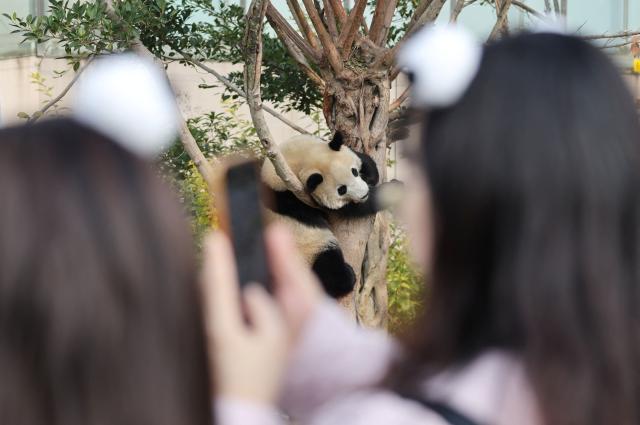Visitors look at a panda in a tree at the Chengdu research base for giant panda breeding in Chengdu, in China's southwestern Sichuan province on November 5, 2025. (Photo by Ludovic MARIN / POOL / AFP)