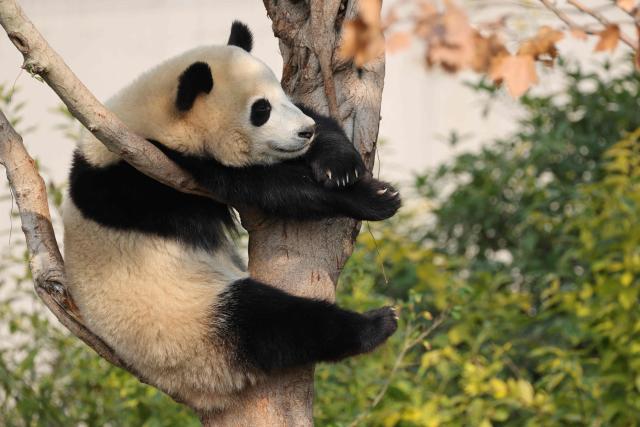 A panda hangs in a tree at the Chengdu research base for giant panda breeding in Chengdu, in China's southwestern Sichuan province on November 5, 2025. (Photo by Ludovic MARIN / POOL / AFP)