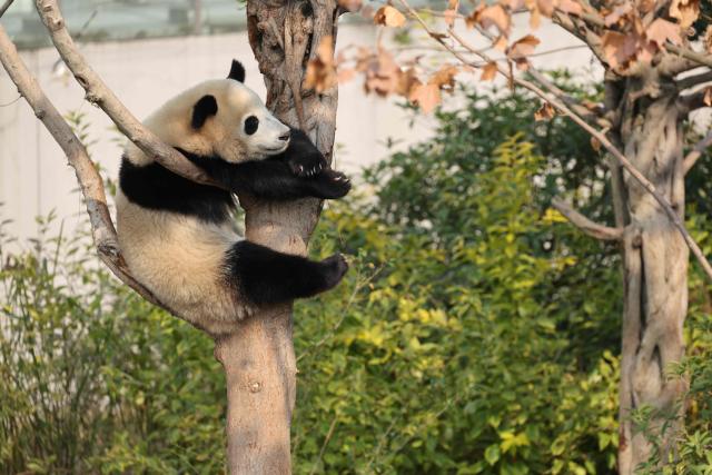 A panda hangs in a tree at the Chengdu research base for giant panda breeding in Chengdu, in China's southwestern Sichuan province on November 5, 2025. (Photo by Ludovic MARIN / POOL / AFP)