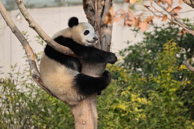 A panda hangs in a tree at the Chengdu research base for giant panda breeding in Chengdu, in China's southwestern Sichuan province on November 5, 2025. (Photo by Ludovic MARIN / POOL / AFP)