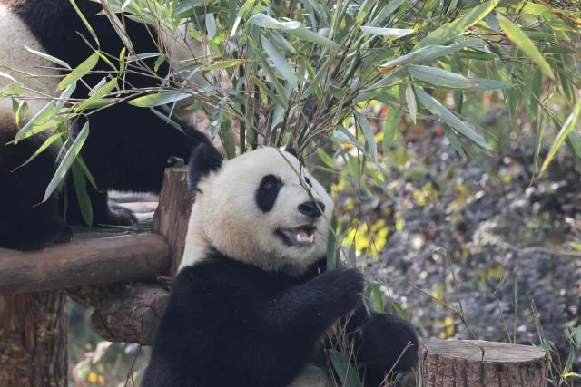Two pandas rest in their enclosure at the Chengdu research base for giant panda breeding in Chengdu, in China's southwestern Sichuan province on December 5, 2025. (Photo by Ludovic MARIN / POOL / AFP)