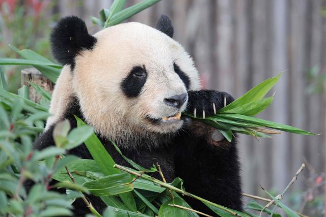 French first lady Brigitte Macron's "godson" panda Yuan Meng eats in its enclosure at the Chengdu research base for giant panda breeding in Chengdu, in China's southwestern Sichuan province on December 5, 2025. (Photo by Ludovic MARIN / POOL / AFP)