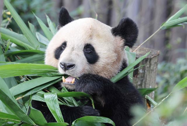 French first lady Brigitte Macron's "godson" panda Yuan Meng eats in its enclosure at the Chengdu research base for giant panda breeding in Chengdu, in China's southwestern Sichuan province on December 5, 2025. (Photo by Ludovic MARIN / POOL / AFP)