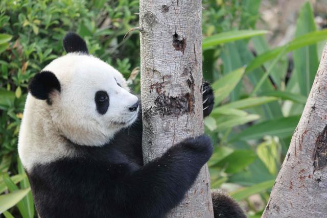 A giant panda plays in a tree during a visit by French first lady Brigitte Macron (not pictured) at the Chengdu research base for giant panda breeding in Chengdu, in China's southwestern Sichuan province on December 5, 2025. (Photo by Ludovic MARIN / POOL / AFP)