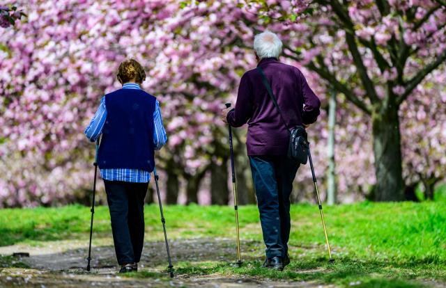 (FILES) An elderly couple walk under flowering cherry trees at the so-called Cherry blossom alley, in Teltow, just outside Berlin on May 4, 2023. German MP's voted on December 5, 2-25 on a controversial pension package. The bill had become a key point of contention in the government, with Chancellor Friedrich Merz having to balance the demands of his leftist SDU coalition partners with younger members of his conservative CDU/CSU alliance. (Photo by John MACDOUGALL / AFP)