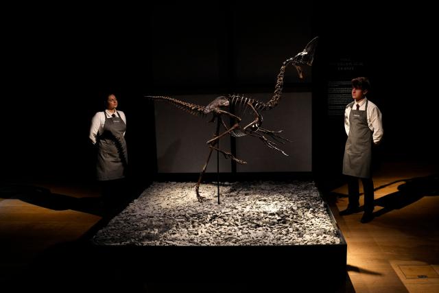 'Spike', a preserved Caenagnathid dinosaur, is  pictured during a photocall ahead of the "Groundbreakers: Icons of Our Time", at Christie's auctioneers in London on December, 5, 2025. 'Spike' is one of the most complete Caenagnathid specimens ever discovered, and is expected to realise between GBP 3-5 million pounds (EUR 3.4-5.7 million euros, USD 4-6.7 million dollars) at auction on December 11. (Photo by CARLOS JASSO / AFP)