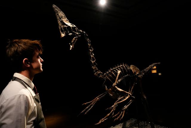 'Spike', a preserved Caenagnathid dinosaur, is  pictured during a photocall ahead of the "Groundbreakers: Icons of Our Time", at Christie's auctioneers in London on December, 5, 2025. 'Spike' is one of the most complete Caenagnathid specimens ever discovered, and is expected to realise between GBP 3-5 million pounds (EUR 3.4-5.7 million euros, USD 4-6.7 million dollars) at auction on December 11. (Photo by CARLOS JASSO / AFP)