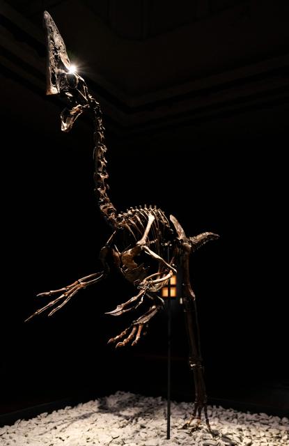 'Spike', a preserved Caenagnathid dinosaur, is  pictured during a photocall ahead of the "Groundbreakers: Icons of Our Time", at Christie's auctioneers in London on December, 5, 2025. 'Spike' is one of the most complete Caenagnathid specimens ever discovered, and is expected to realise between GBP 3-5 million pounds (EUR 3.4-5.7 million euros, USD 4-6.7 million dollars) at auction on December 11. (Photo by CARLOS JASSO / AFP)