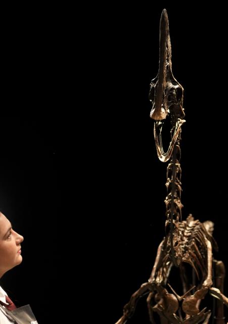 'Spike', a preserved Caenagnathid dinosaur, is  pictured during a photocall ahead of the "Groundbreakers: Icons of Our Time", at Christie's auctioneers in London on December, 5, 2025. 'Spike' is one of the most complete Caenagnathid specimens ever discovered, and is expected to realise between GBP 3-5 million pounds (EUR 3.4-5.7 million euros, USD 4-6.7 million dollars) at auction on December 11. (Photo by CARLOS JASSO / AFP)
