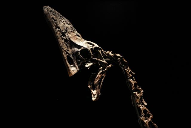 'Spike', a preserved Caenagnathid dinosaur, is  pictured during a photocall ahead of the "Groundbreakers: Icons of Our Time", at Christie's auctioneers in London on December, 5, 2025. 'Spike' is one of the most complete Caenagnathid specimens ever discovered, and is expected to realise between GBP 3-5 million pounds (EUR 3.4-5.7 million euros, USD 4-6.7 million dollars) at auction on December 11. (Photo by CARLOS JASSO / AFP)