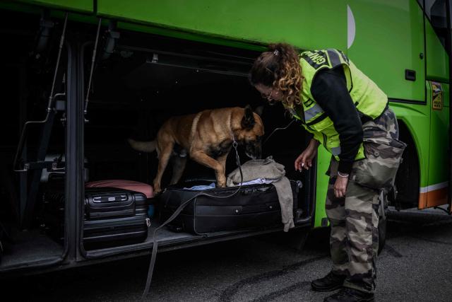 (FILES) A sniffer dog of the French gendarmerie finds drug in the form of Marijuana during roadside inspections of commercial buses at a motorway toll booth, as part of a national operation targeting illegal and clandestine immigration in Virsac, 30kms north of Bordeaux, southwestern France, on May 20, 2025. Avoiding tighter controls in European ports, cocaine trafficking is increasingly taking to the roads from Spain, with ‘exponential’ seizures in Nouvelle-Aquitaine, which investigators see as symbolic of a new modus operandi for drug trafficking. According to the Anti-Drug Office (Ofast), the quantities of cocaine seized by the French authorities, including the French Navy, have already exceeded the record set in 2024: more than 70 tonnes between January and September, compared with 54 tonnes for the whole of last year and 23 tonnes the year before - already a record at the time. (Photo by Philippe LOPEZ / AFP)