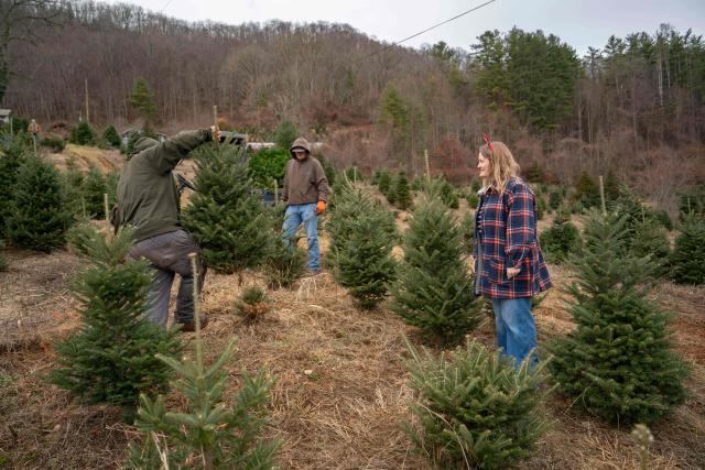 A worker cuts off a Christmas tree for a customer at the Trinity Tree Company-Avery Farms, in the small town of Newland, in the Blue Ridge Mountains of North Carolina, on December 6, 2025. According to the North Carolina Department of Agriculture, the state grows more than 26% of the Christmas trees in the US and is ranked second in the nation in number of trees harvested. More than 40,000 acres is estimated to be in Christmas tree production. (Photo by Allison Joyce / AFP)