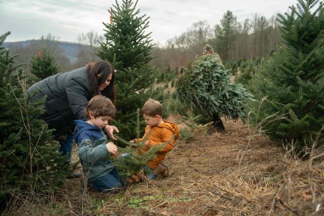 A family observes the needles of a small Fraser Fir as they shop for a Christmas tree at the Trinity Tree Company-Avery Farms, in the small town of Newland, in the Blue Ridge Mountains of North Carolina, on December 6, 2025. According to the North Carolina Department of Agriculture, the state grows more than 26% of the Christmas trees in the US and is ranked second in the nation in number of trees harvested. More than 40,000 acres is estimated to be in Christmas tree production. (Photo by Allison Joyce / AFP)