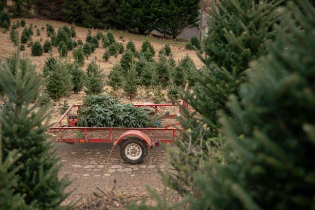 A Christmas tree that was just cut for a customer is transported at the Trinity Tree Company-Avery Farms, in the small town of Newland, in the Blue Ridge Mountains of North Carolina, on December 6, 2025. According to the North Carolina Department of Agriculture, the state grows more than 26% of the Christmas trees in the US and is ranked second in the nation in number of trees harvested. More than 40,000 acres is estimated to be in Christmas tree production. (Photo by Allison Joyce / AFP)
